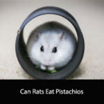 Can Rats Eat Pistachios