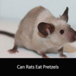 Can Rats Eat Pretzels
