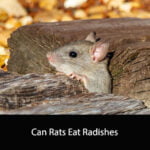 Can Rats Eat Radishes