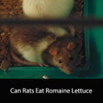Can Rats Eat Romaine Lettuce