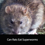 Can Rats Eat Superworms