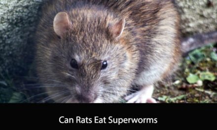 Can Rats Eat Superworms