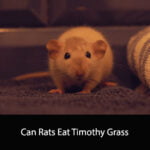 Can Rats Eat Timothy Grass