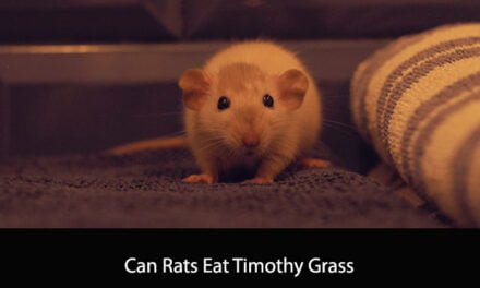 Can Rats Eat Timothy Grass