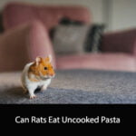 Can Rats Eat Uncooked Pasta