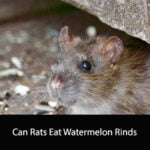 Can Rats Eat Watermelon Rinds