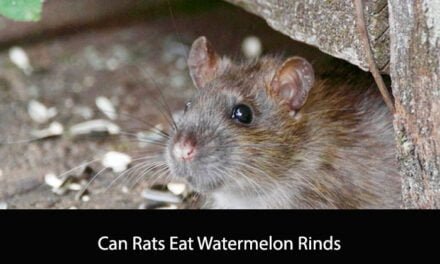Can Rats Eat Watermelon Rinds
