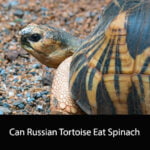 Can Russian Tortoise Eat Spinach