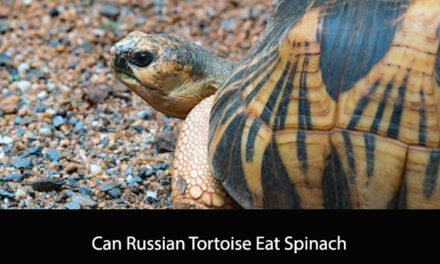 Can Russian Tortoise Eat Spinach