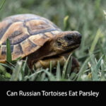 Can Russian Tortoises Eat Parsley