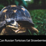 Can Russian Tortoises Eat Strawberries