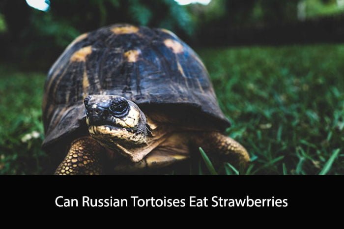 Can Russian Tortoises Eat Strawberries