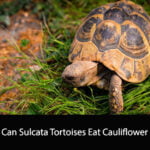 Can Sulcata Tortoises Eat Cauliflower