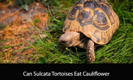 Can Sulcata Tortoises Eat Cauliflower
