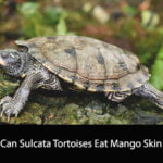 Can Sulcata Tortoises Eat Mango Skin