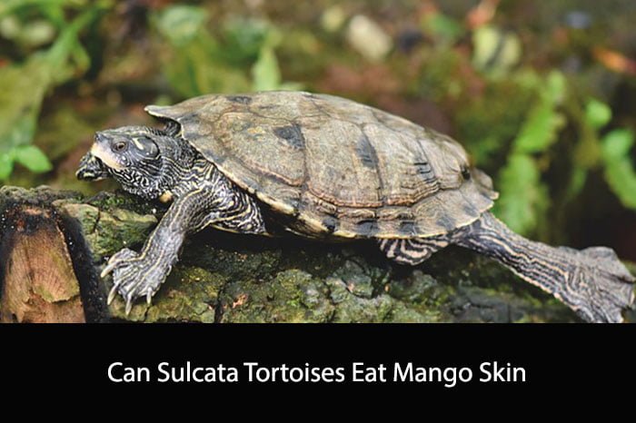 Can Sulcata Tortoises Eat Mango Skin