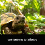 Can Tortoises Eat Cilantro