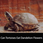 Can Tortoises Eat Dandelion Flowers