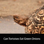 Can Tortoises Eat Green Onions