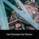 Can Tortoises Eat Onions