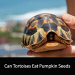 Can Tortoises Eat Pumpkin Seeds