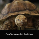 Can Tortoises Eat Radishes