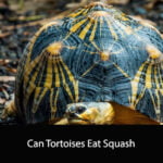Can Tortoises Eat Squash