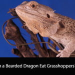Can a Bearded Dragon Eat Grasshoppers