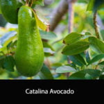 Catalina Avocado