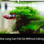 How Long Can Fish Go Without Eating