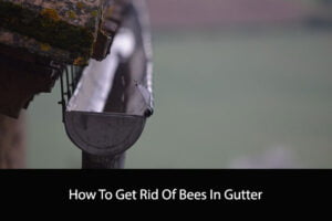 How To Get Rid Of Bees In Gutter