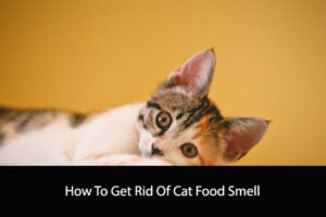 How To Get Rid Of Cat Food Smell