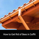 How to Get Rid of Bees in Soffit