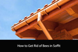 How to Get Rid of Bees in Soffit
