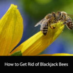 How to Get Rid of Blackjack Bees