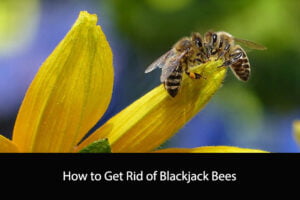 How to Get Rid of Blackjack Bees