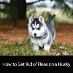 How to Get Rid of Fleas on a Husky