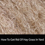 How To Get Rid Of Hay Grass In Yard