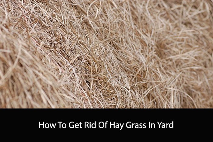 How To Get Rid Of Hay Grass In Yard