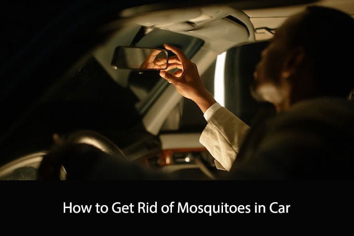 How to Get Rid of Mosquitoes in Car