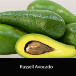 Russell Avocado
