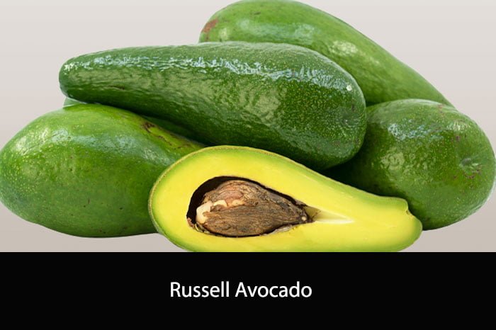 Russell Avocado: A Guide to Its Taste and Nutritional Benefits