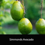 Simmonds Avocado