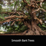 Smooth Bark Trees