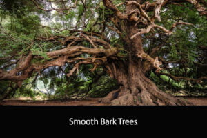Smooth Bark Trees