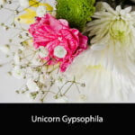 Unicorn Gypsophila