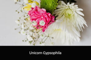 Unicorn Gypsophila