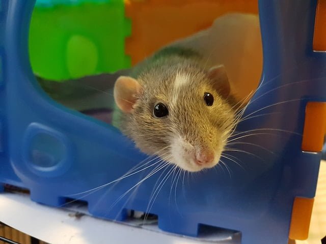 Can Rats Eat Romaine Lettuce