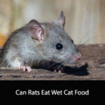 Can Rats Eat Wet Cat Food