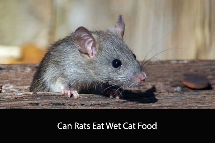 Can Rats Eat Wet Cat Food A Comprehensive Guide